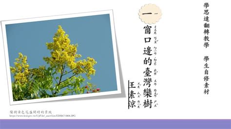 窗口邊的台灣欒樹 預習單|111 四上 第一課：窗口邊的臺灣欒樹 語詞、解釋單詞卡 